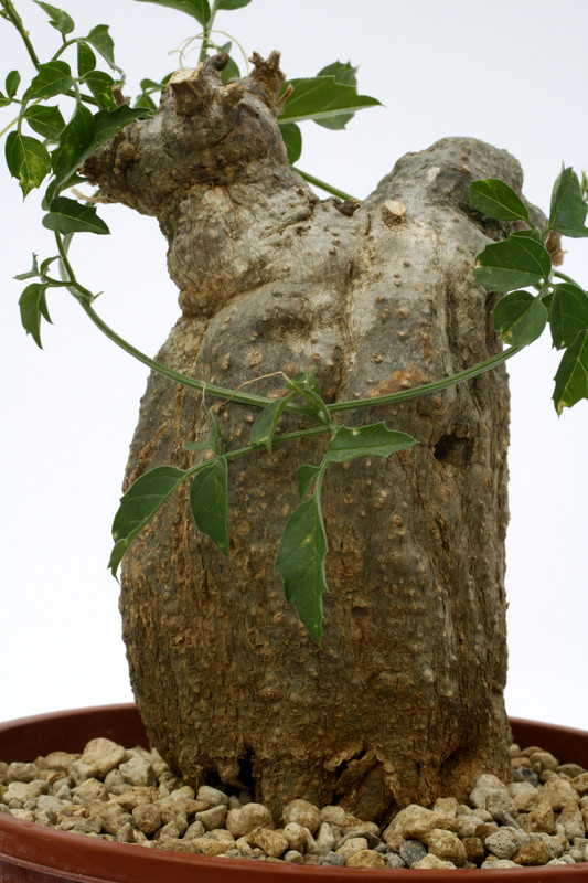 momordica rostrata 0657