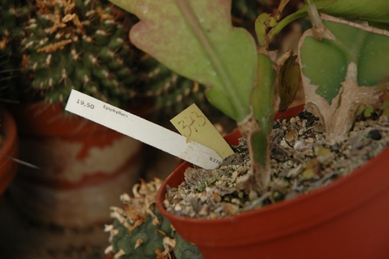 epiphyllum phyllanthus rubrocoronatum rba373 732