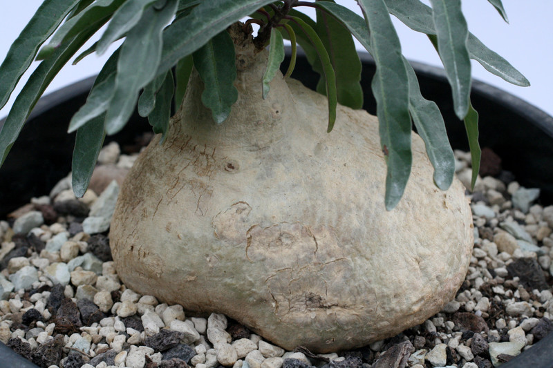 raphionacme zeyheri 1191