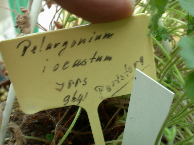 pelargonium iocastrum ipps9691 04