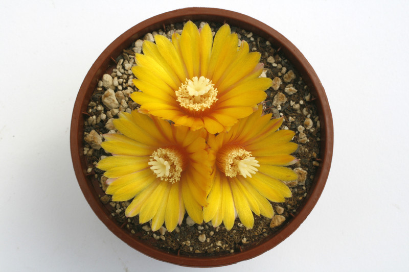 parodia scopaoides 9873