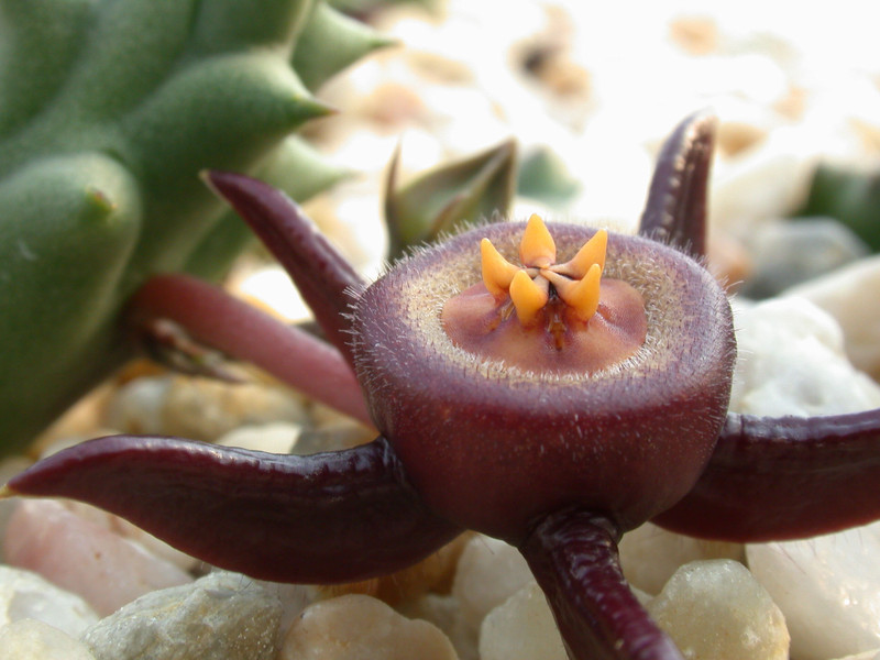 duvalia caespitosa worchester4