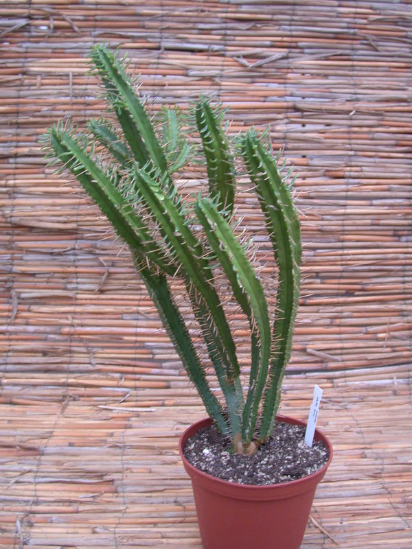 euphorbia ferox 1349