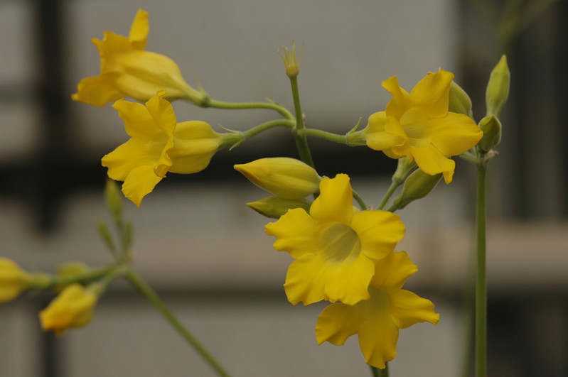 pachypodium horombense 1139