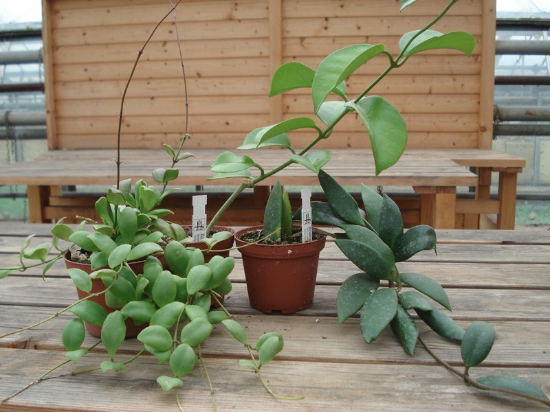 hoya plants 07611