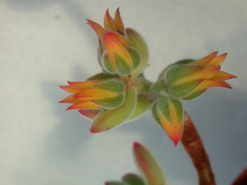 echeveria pulvinata 9974