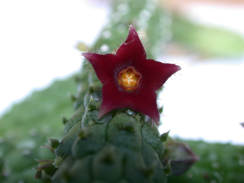 echidnopsis sharpei sheilam 10