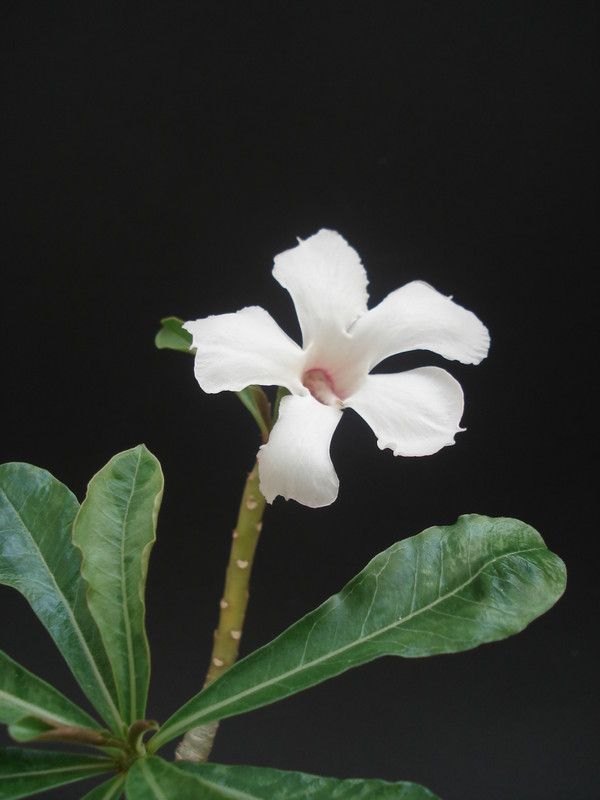 adenium kao keimook 07