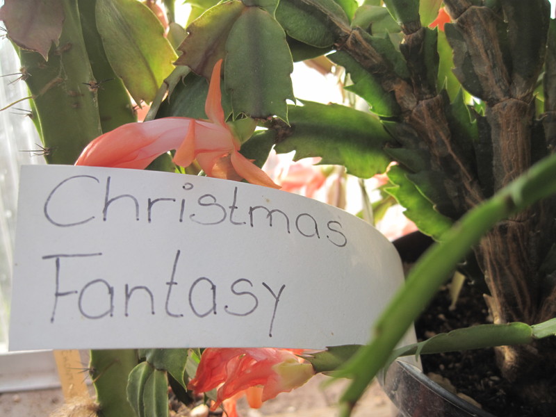schlumbergera christmas fantasy 7698