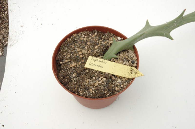 euphorbia hamata 04