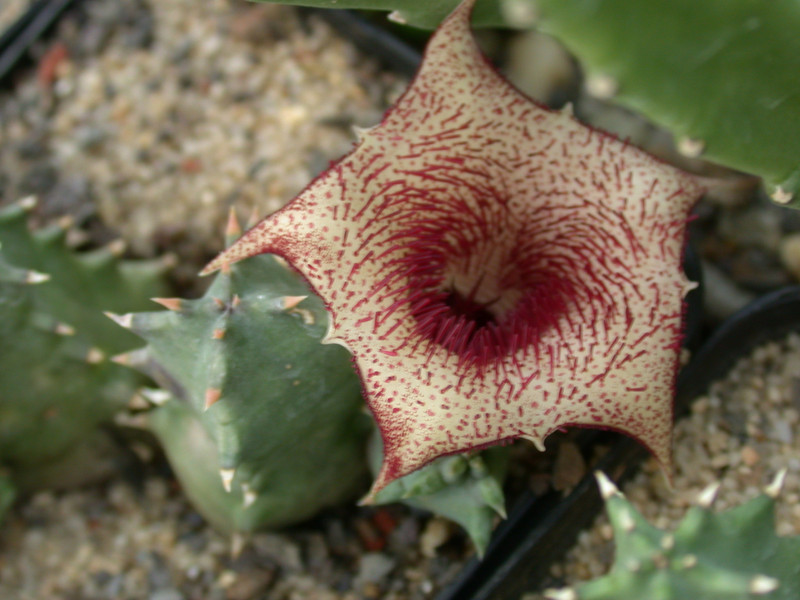huernia barbata karoo 01