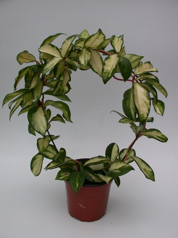 hoya carnosa melanie 3919