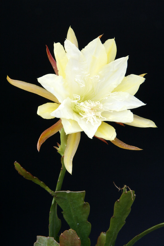 eh judy c 7257 5086