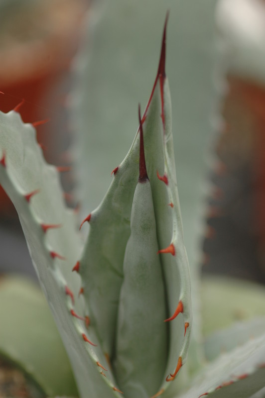agave flexispina parral 8691