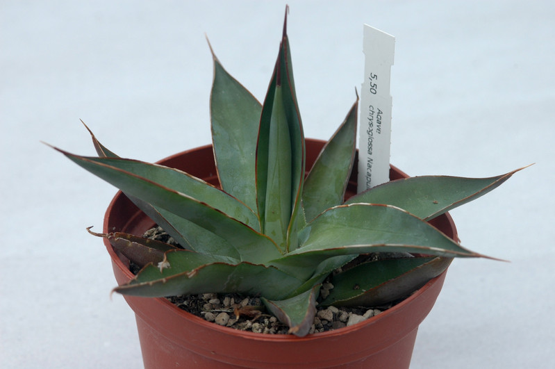 agave chrysoglossa nacapule canyon 02