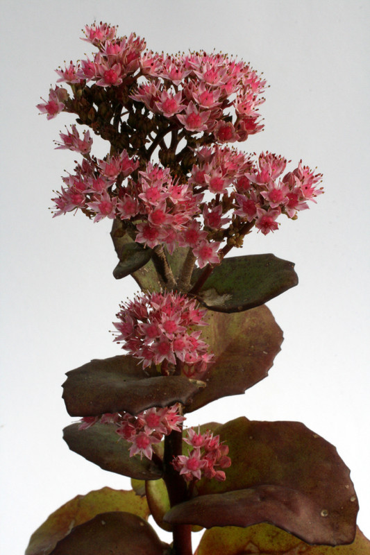 sedum telephium matrona 0743