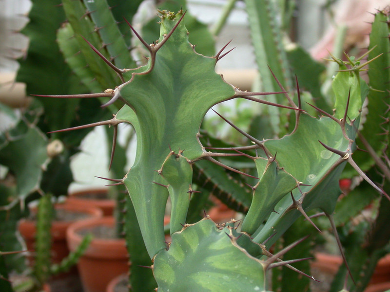 euphorbia grandicornis 03