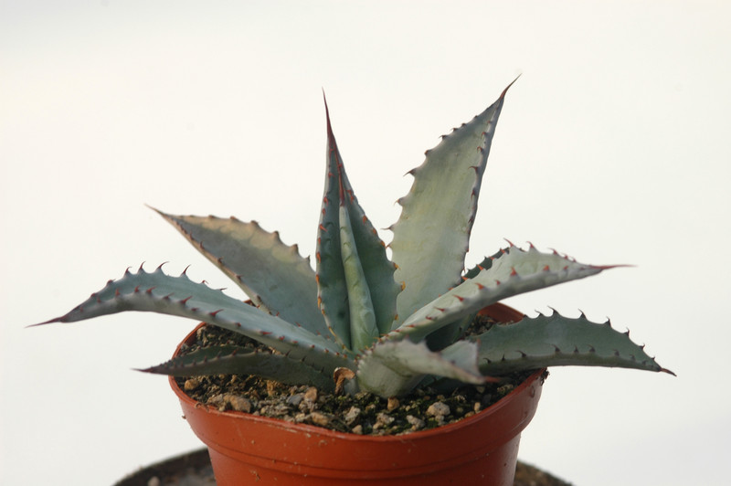 agave palmeri ruby az 8527