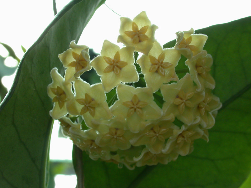 hoya dimorpha 0259 01