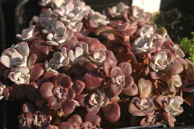 sedum spatulifolium purpurteppich 1357