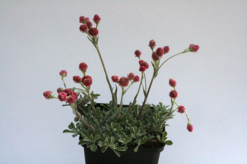 antennaria dioica rotes wunder 8555