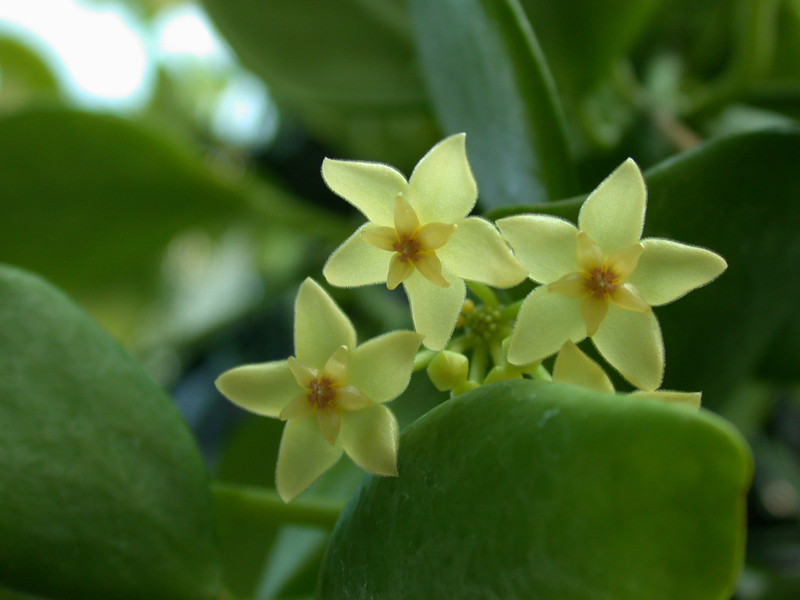 hoya diptera 0088 01