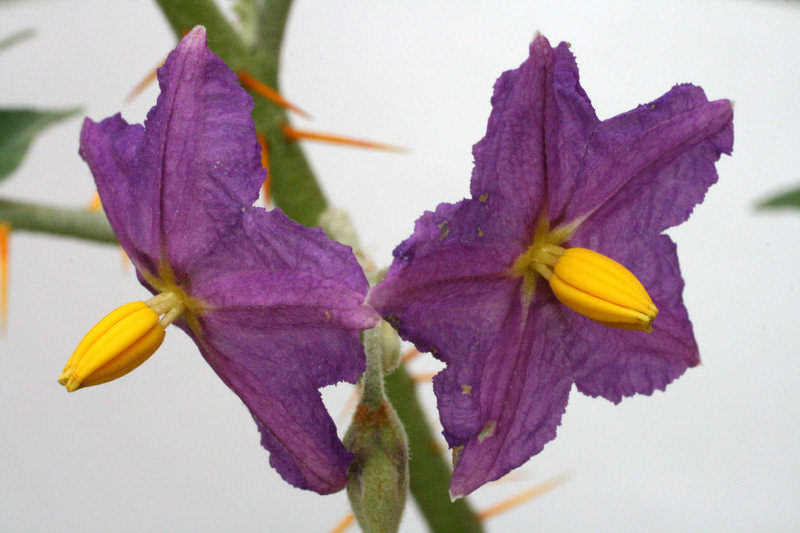 solanum quitoense 0352