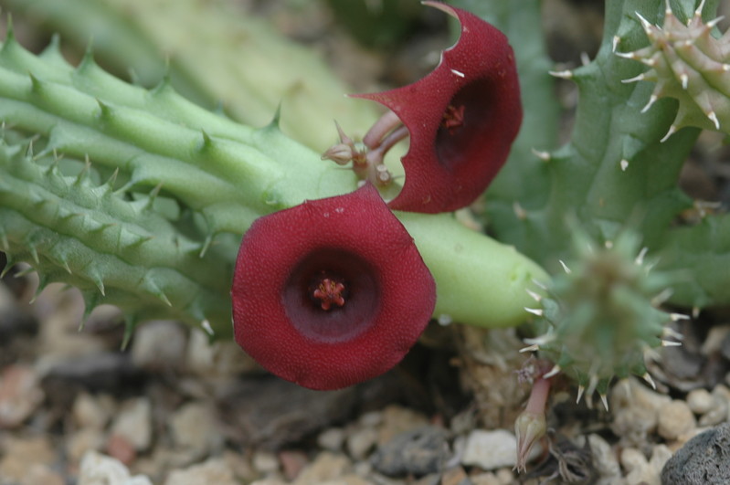 huernia aspera zacher 1989