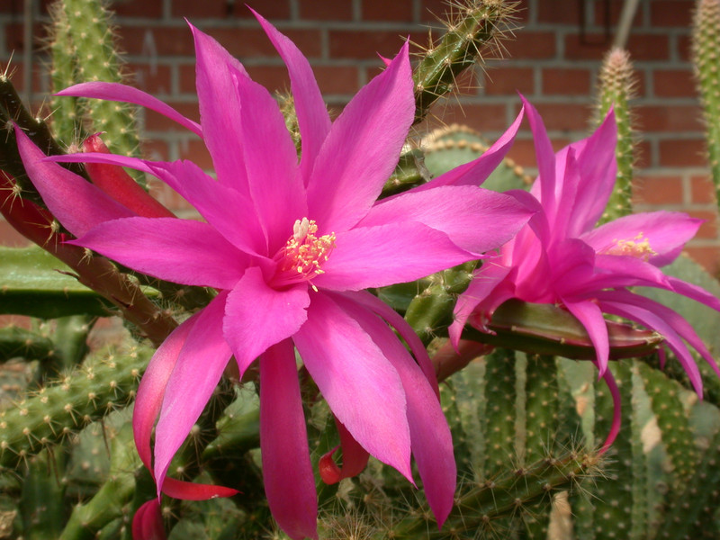 aporocactus fairy dancer 0111