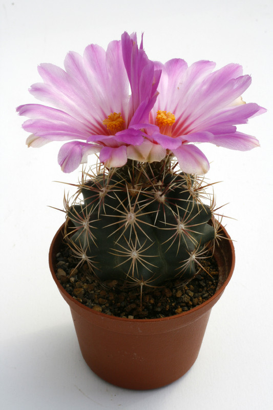 thelocactus bicolor sb563 0253