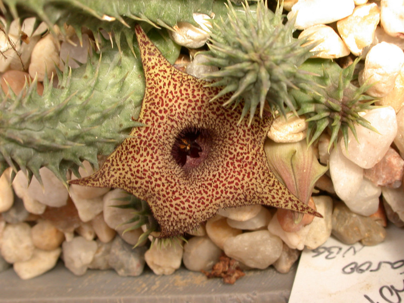 huernia x distincta 02