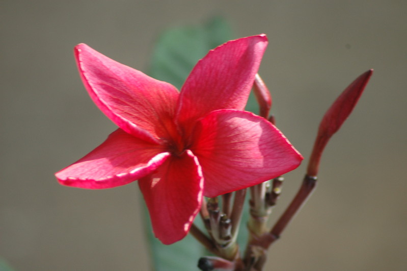 plumeria rot 707