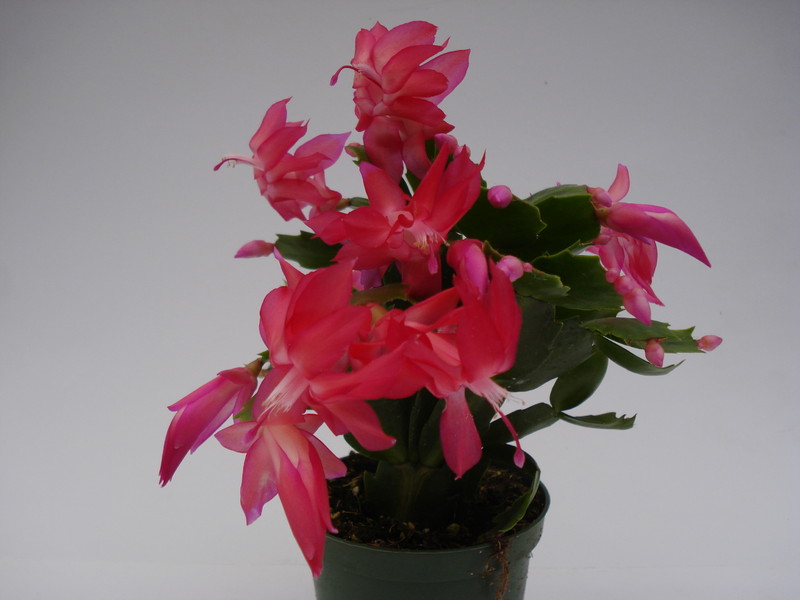 schlumbergera thor zita 1566