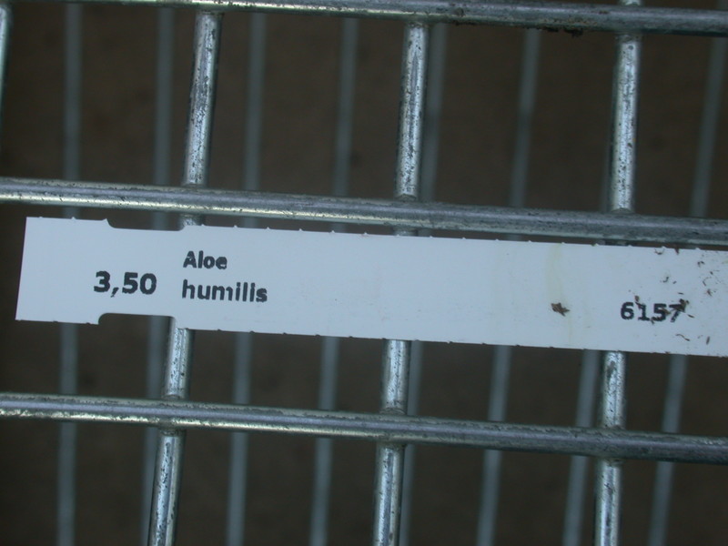 aloe humilis 15