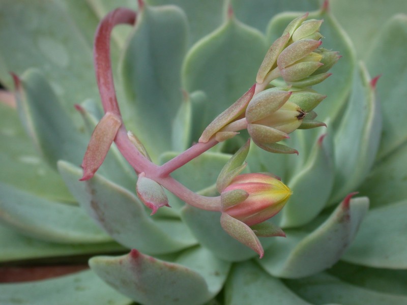 echeveria peacockii bleute 03