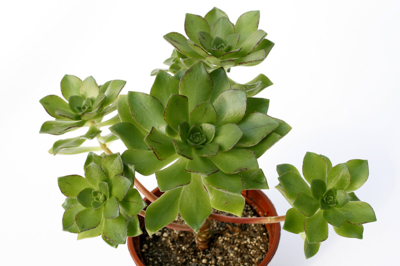 aeonium ciliatum 7206
