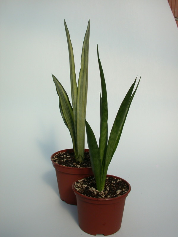 sansevieria zeylanica variegata front kirkii friends 5410