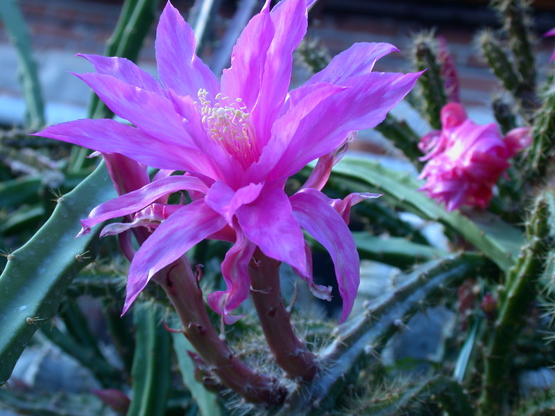 aporocactus fairy dancer 9666