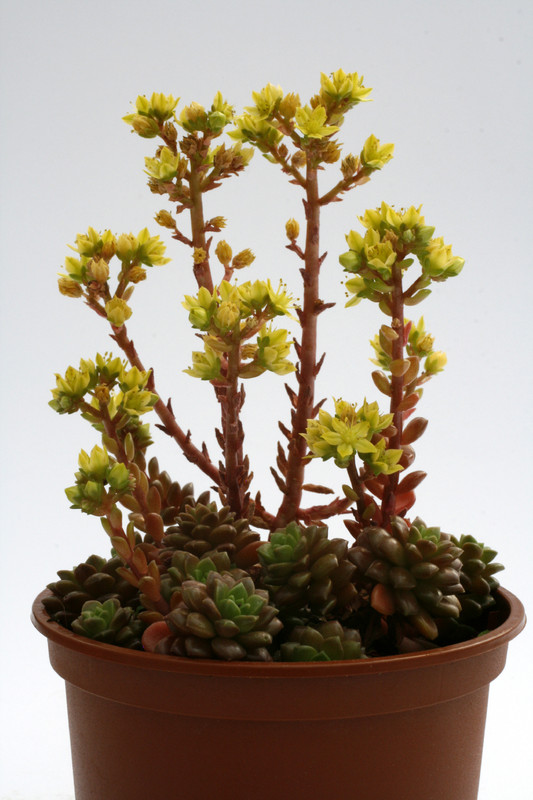 cremnosedum little gem 9215