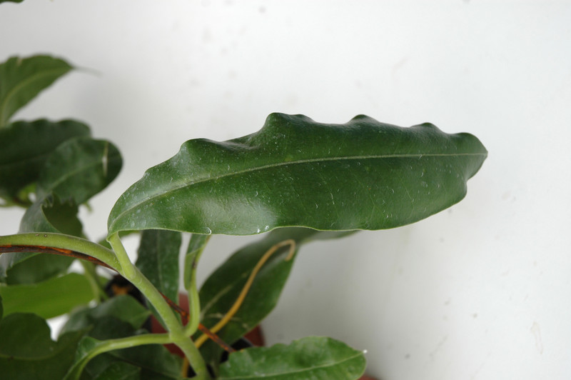 hoya imperialis rauschii 6533