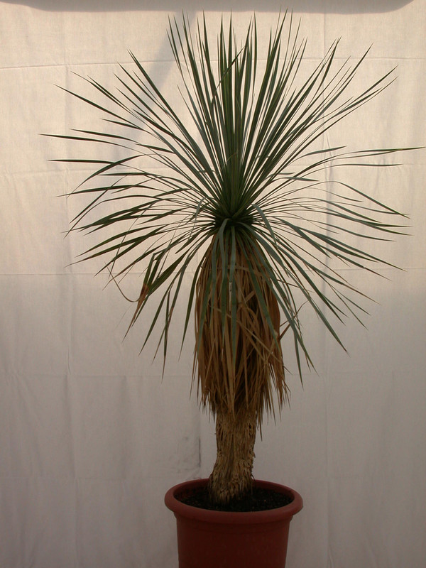 yucca rostrata 1489