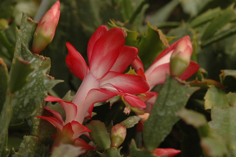 schlumbergera big fire 01