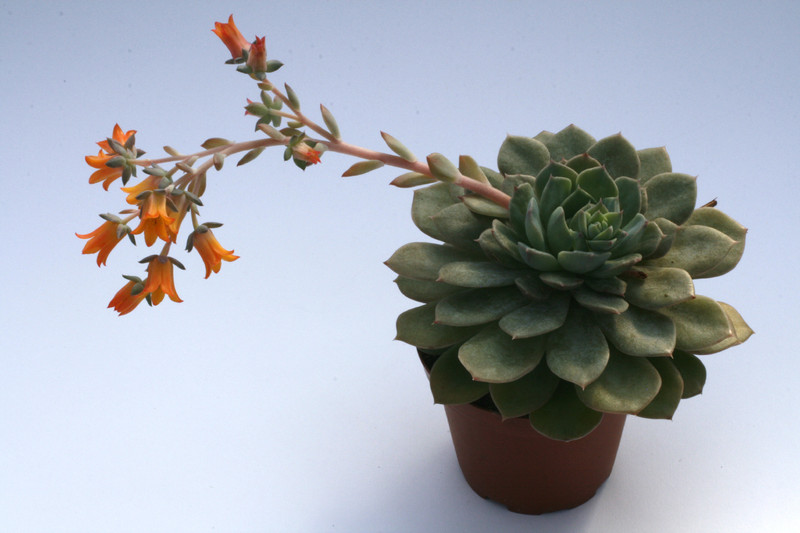 echeveria globulosa 7957