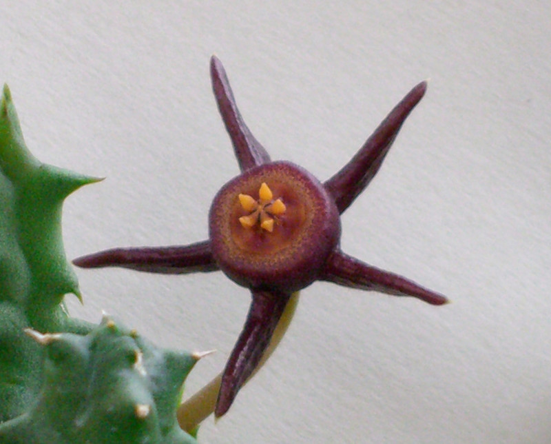 duvalia caespitosa worchester 0240