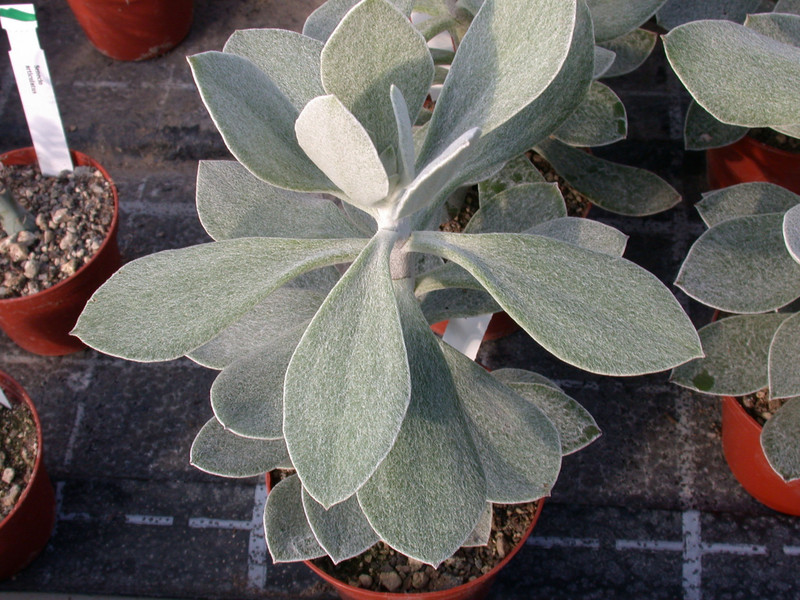 senecio medley woodii