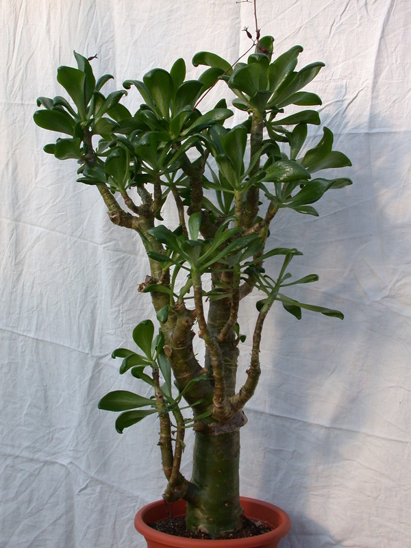 tylecodon paniculatum 8593