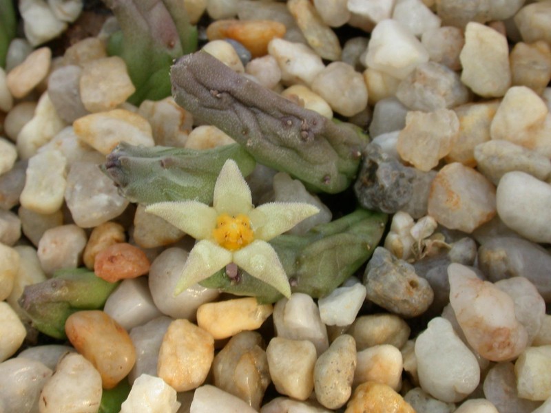 piaranthus geminatus geminatus1