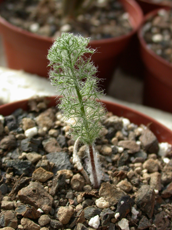 eriospermum paradoxum1