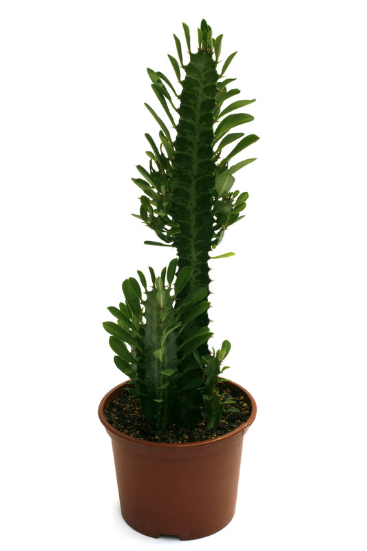 euphorbia trigona 0604