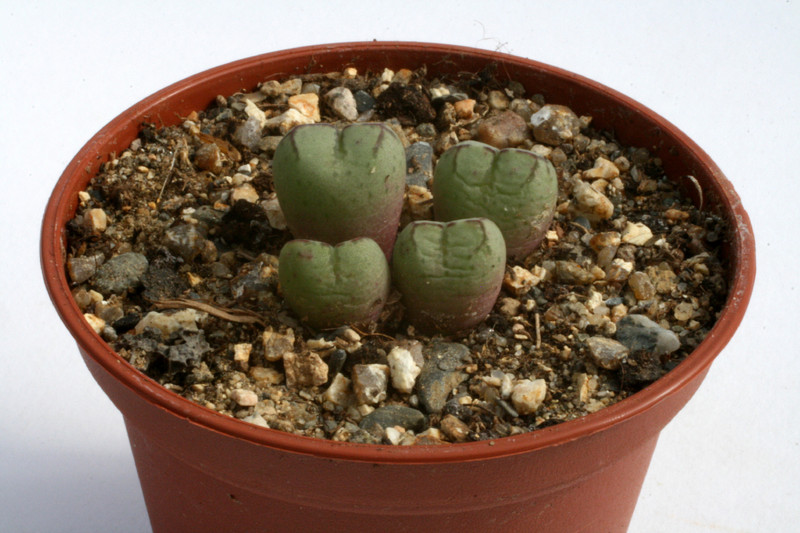 conophytum ficiforme fossulatum worcester 2930